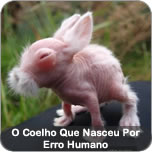 O Coelho Que Nasceu Por Erro Humano