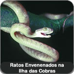 Ratos Envenenados na Ilha das Cobras