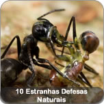 10 Estranhas Defesas Naturais