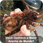 Você Conhece a Maior Aranha do Mundo?