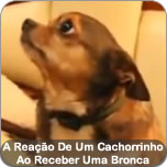 A Reação De Um Cachorrinho Ao Receber Uma Bronca