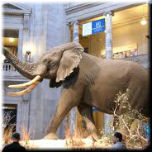 Tour Virtual - Smithsonian Institution National Museum of Natural History